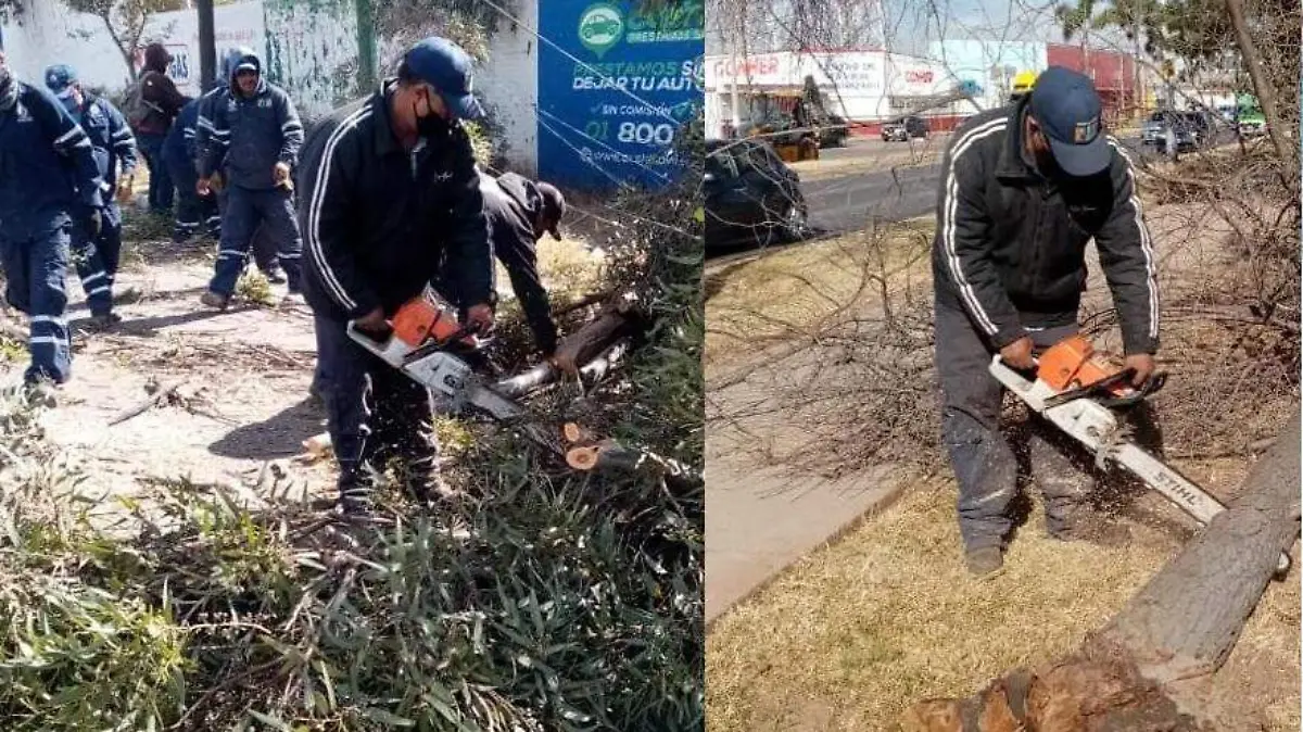 Caída de árboles por fuertes vientos